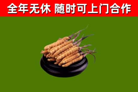大冶烟酒回收冬虫夏草.jpg